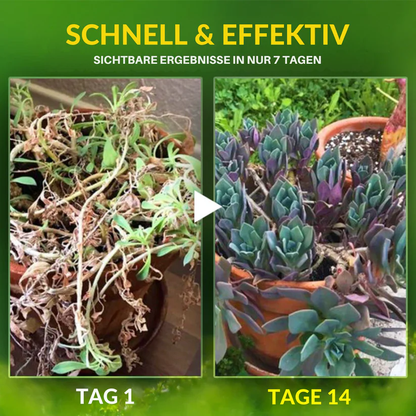 2-in-1-Vita-Enzym 🌱 Repariert und nährt Pflanzen